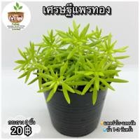 ราคา ต้นเศรษฐีแพรทอง จัดส่งที่ 2 ต้นขึ้นไป คละแบบได้ (9519457878)