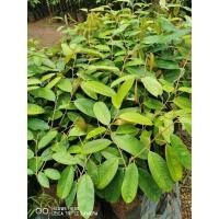 ราคา ต้นพันธุ์ทุเรียนแดงอินโด เสียบยอด ถุงเบอร์9 (4215055113)