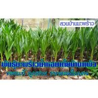 ราคา พันธุ์มะพร้าวน้ำหอมต้นเตี้ยแท้บ้านแพ้ว สั่งขั้นต่ำ2ต้น กล้ามะพร้าวน้ำหอม ลูกดก ก้นจีบ ไม่ปน รสหอมหวาน รากหอมใบเตย (3725880476)