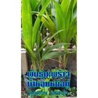 ราคา มะพร้าว 2 หน่อ มะพร้าวแฝด คัดเกรด สวยสมบูรณ์ ชำในถุงดำ พร้อมปลูก พันธุ์มะพร้าวน้ำหอมต้นเตี้ย มะพร้าว 2 ยอด ต้นไม้มงคล (4031573856)