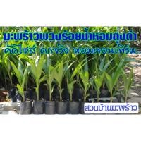 ราคา พันธุ์มะพร้าวน้ำหอมพวงร้อย บ้านแพ้ว ในถุงดำ ลูกดก ต้นเตี้ย พวงร้อยน้ำหอม มะพร้าวพวงร้อย หอมหวาน รากหอมใบเตย สวยตรงปก (11136256624)