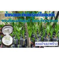 ราคา พันธุ์มะพร้าวกะทิ บ้านแพ้ว รากพร้อมในถุงดำจากต้นแม่พันธุ์แท้ ของแท้ไม่ปน ติดกะทิทุกทะลาย มะพร้าวน้ำหอมกะทิ รากหอมใบเตย (7397730241)