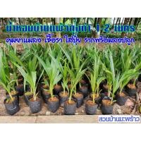 ราคา พันธุ์มะพร้าวน้ำหอม ต้นเตี้ยแท้ บ้านแพ้ว ถุงดำ รากพร้อม ขนาด 1 2 เมตร ต้นมะพร้าวน้ำหอม มะพร้าวถุงดำ ลูกดกก้นจีบ สวยตรงปก (22687500254)