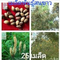 ราคา เมล็ดสนเปลือกขาวขาว สนแปะก๊วย สนสามเข็มPinus bungeana (3410221021)