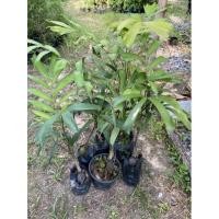 ราคา ต้นปาล์มหางกระรอก foxtail Palm 60 80 cm (11520932211)