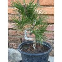 ราคา สนดำบอนไซญี่ปุ่น Japanese black pine (25906183473)