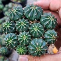 ราคา Melocactus เมโล แคคตัส หนามสวย พอตล่ะ 65 บาท (17095516506)