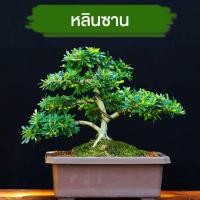 ราคา หลินซาน ม่วงเจริญ กระถาง 6 นิ้วบอนไซ ต้นไม้แคระ ต้นไม้จิ๋ว เพรมน่าไต้หวัน เพรมน่าใต้หวัน หมากเมเปิ้ล สนดำ เมเปิ้ล (6151034783)