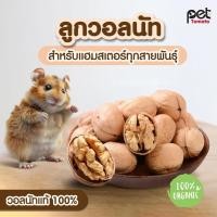 ราคา Walnut ลูกวอลนัทดิบ ผิวเปลือกบาง เหมาะสำหรับ สัตว์ฟันแทะ ตัวจิ๋ว แฮมเตอร์ ชูก้าร์ กระรอก กระต่าย แกสบี้ (26551411271)
