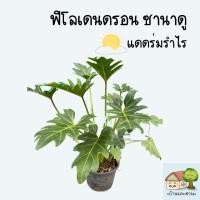 ราคา ต้นซานาดูต้นใหญ่ในกระถาง 5 6 นิ้ว จัดส่งทั้งกระถาง ต้นสูง 40 เซนติเมตร ต้นแน่นใบใหญ่ บรรจุแพ๊คลงกล่องอย่างดี (16172936866)
