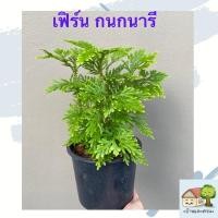 ราคา ต้นเฟิร์นกนกนารี กระถางดำ 5 นิ้ว เฟิร์นไม้ใบเขียวสวยมีเอกลักษณ์ (8460989523)
