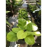 ราคา ต้นกุมารทองเรียกทรัพย์ Philodendron Moonlight จัดส่งพร้อมกระถางดำ 6 นิ้ว (3948409983)