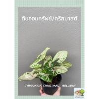 ราคา ต้นออมทรัพย์ ออมคริสมาสต์ในกระถาง 4 นิ้ว ตระกูล syngonium เงินไหลมา (10647139046)