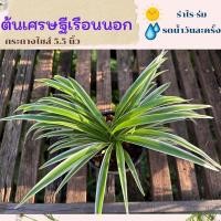ราคา ต้นเศรษฐีเรือนนอก แพ้คส่งพร้อมกระถางไซส์ 5 6 นิ้ว ใบสวย (23061490158)