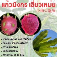 ราคา ต้นพันธุ์แก้วมังกร เชี่ยวเหม่ย แก้วมังกรสายพันธุ์ใหม่ หนามสั้น เนื้อแดง รสชาติหวาน (25505901025)