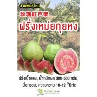 ราคา ฝรั่งเหม่ยกุยหง ฝรั่งสายพันธุ์ใหม่ ฝรั่งไส้แดง ต้นพันธุ์เสียบยอด สูง 40 50 ซม (15887679501)