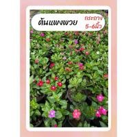 ราคา ต้นแพงพวย เลี้ยงง่าย ทนแดด ออกดอกทั้งปี กระถาง6นิ้ว (28501762831)