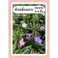 ราคา ต้นต้อยติ่งแคระ ฟ้าประทานพร ต้อยติ่งฝรั่ง ต้อยติ่งเทศ เลี้ยงง่าย ออกดอกเก่ง ทนแดด กระถาง6นิ้ว (26901302239)