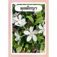 ราคา ต้นพุดพิชญา ดอกสีขาว ทนแดด เลี้ยงง่าย ออกดอกทั้งปี กระถาง5 6นิ้ว (25669296373)