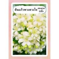 ราคา ต้นแก้วพวงดวงใจ ต้นแก้ว ดอกหอมมาก ออกดอกทั้งปี ทนแดด กระถาง11นิ้ว (24481688658)