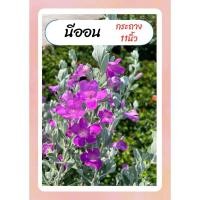 ราคา ต้นนีออน ใบเงิน ดอกสีม่วง เลี้ยงง่าย ทนแดด กระถาง11นิ้ว (24431342684)