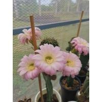 ราคา แคคตัส cactus อิชินอป Echinopsis ขนาด 3 4 ซม ดอกใหญ่ กลิ่นหอมมากครับ (3694203218)
