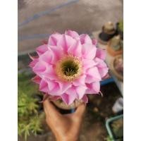 ราคา กระบองเพชร Lobivia echinopsis อิชินอป ไฮบริด แองเจิ้ล ดอกสีชมพู Echinopsis Hybrid Angel ไซส์แม่พันธุ์ (16280666071)