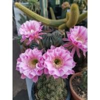 ราคา Lobivia echinopsis หน่อเด็ดสด อิชินอป ไฮบริด แองเจิ้ล ดอกสีชมพู Echinopsis Hybrid Angel 1 ชุด 12 หน่อคละไซส์ 49 บาท (8564506402)