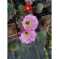 ราคา กระบองเพชร Cactus หน่อเด็ดสด อิชินอป ไฮบริด แองเจิ้ล ดอกสีชมพู Echinopsis Hybrid Angel 1 ชุด มี 12 15 หน่อ (5288378906)