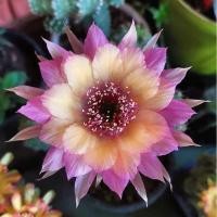 ราคา กระบองเพชร cactus หน่อเด็ดสด Echinopsis Wintera อิชินอปซิส กระบองเพชร แคคตัส (7789907440)