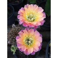ราคา cactus กระบองเพชร หน่อเด็ดสดอิชินอพ Echinopsis TS9 ขนาด 2 2 5 ซม ดอกดกมาก อิชินอปซิส แคคตัส (13641392046)