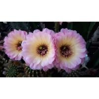 ราคา กระบองเพชร หน่อเด็ดสดอิชินอพ echinopsis Gratitude สีชมพูไส้ดำ ขนาด 2 5 3 5 ซม ดอกดกมาก อิชินอปซิส แคคตัส (11506062804)
