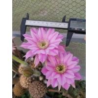 ราคา แคคตัส cactus อิชินอป Echinopsis หน่อเด็ดสด ขนาด 3 4 ซม สีชมพูสวยมากครับ (12098977921)