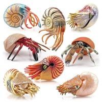 ราคา เซ็ท 8 ตัว โมเดล นอทิลัส หอยงวงช้าง ปูเสฉวน สัตว์ทะเล model hermit crab nautilus static toy (23157400728)