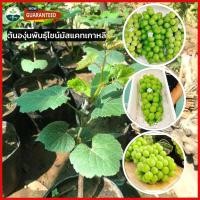 ราคา ต้นองุ่น ต้นองุ่นพันธุ์ไชน์มัสแคทเกาหลีองุ่นพันธุ์ต้านทานโรค สูง 40 60 ซม มีถิ่นกำเนิดในเกาหลีผลไม้สีเขียว (17584774062)