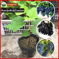 ราคา ต้นองุ่นพันธุ์นิ้วแม่มด ต้นกล้าองุ่นแบบติดตาแล้ว ต้นสูง 40 60 ซม นำเข้าจากออสเตรเลีย อร่อย หน้าสวย เลอค่า (19144049675)