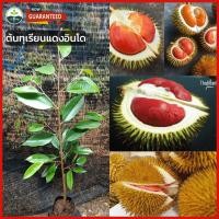 ราคา ต้นทุเรียนแดงอินโด ทุเรียนต้นกล้าเสียบยอดสูง 60 80 ซม ขึ้นชื่อนำเข้าจากอินโดนีเซียอร่อย แปลกใหม่ ผลไม้เร็ว (21544044768)