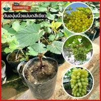 ราคา องุ่นเขียวแม่มดนำแบบติดตาแล้ว ต้นกล้าองุ่นแบบติดตาแล้ว ต้นสูง 40 60 ซม นำเข้าจากออสเตรเลียอร่อย หน้าสวย เลอค่า (21044047875)