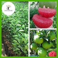 ราคา ต่อกิ่งตอนสูง 50 70ซม ต้นส้มโอทับทิมสยามฉ่ำน้ำ ต้นแข็งแรง (23020724100)