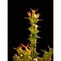 ราคา ยูโฟเบีย Euphorbia Lenewtonii carter กระถาง 2 นิ้ว (21535112605)
