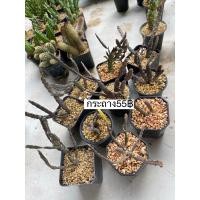 ราคา ยูโฟเบีย ขากบ Euphorbia Platyclada กระถาง 2 นิ้ว (27604177662)