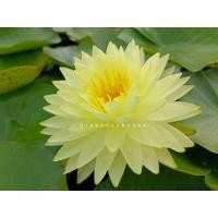 ราคา บัวฝรั่งชื่อพุทธรักษาดอกซ้อนสีเหลืองสด Waterlily (16459350596)