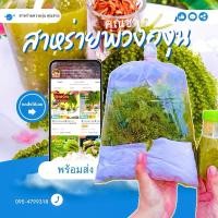 ราคา สาหร่ายพวงองุ่น ส่งด่วนจากฟาร์ม สด สะอาดคัดเกรดA สาหร่ายเสียยินดีคืนเงิน (6947372035)