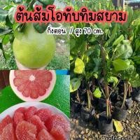 ราคา ต้นส้มโอทับทิมสยาม กิ่งตอน สูง70ซม พร้อมลงปลูก (7351488568)
