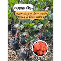 ราคา ต้นขนุนแดงสุริยา กิ่งทาบ สูง 60 ซม ต้นพร้อมลงปลูก (7841208172)