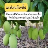 ราคา กิ่งพันธุ์มะม่วงแก้วขมิ้น ต้นเสียบยอด สูง60 70ซม ต้นพร้อมปลูก (3317997895)