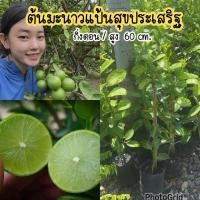 ราคา กิ่งพันธุ์มะนาวแป้นสุขประเสริฐ กิ่งตอน สูง70ซม (7317903380)