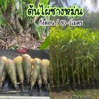 ราคา ไผ่ซางหม่น ต้นสูง 80 1เมตร ฟอร์มกอสวยๆ พร้อมลงปลูก (6953832646)