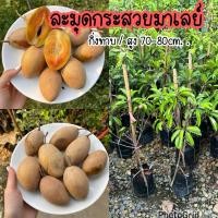 ราคา ต้นละมุดกระสวยมาเลย์ กิ่งทาบ สูง 70 80ซม (4554976744)