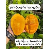 ราคา มะม่วงมันขายตึก กิ่บทาบ ต้นสูง70ซม (11750924668)